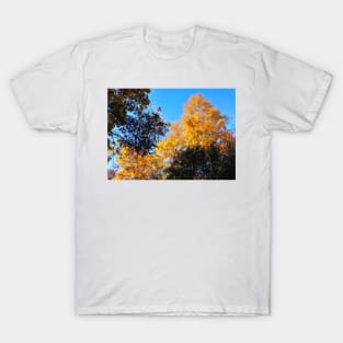 Yellow Gold Autumn Leaves and clear blue sky nature pretty delicate foliage T-Shirt